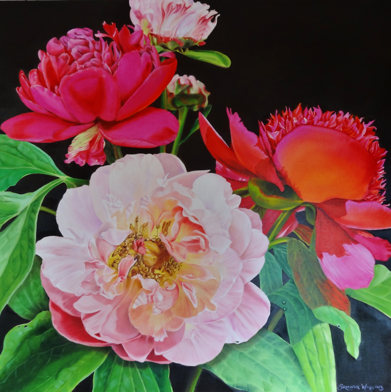 Peony | Suzanne Wiggins